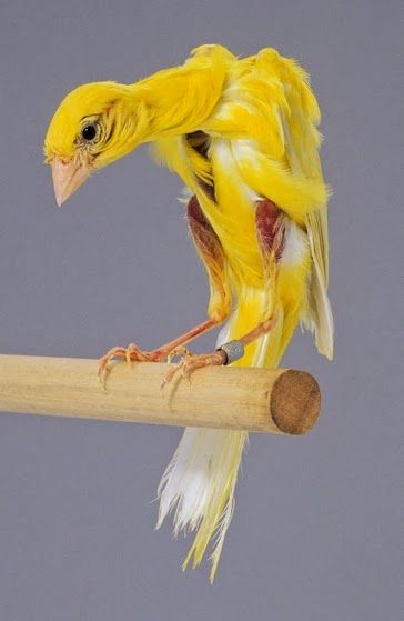 Canary Gibber Italicus